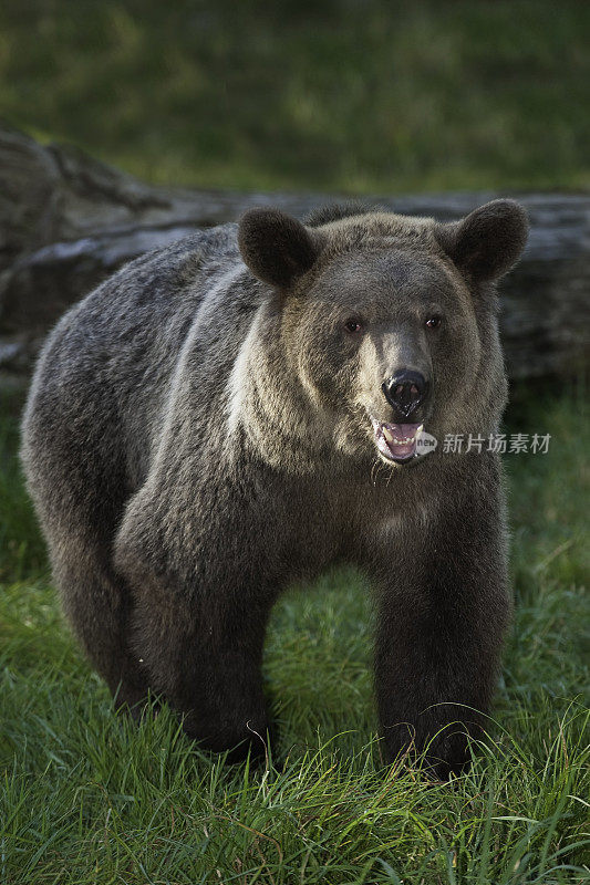 灰熊(Ursus arctos horribilis)，也被称为北美棕熊或简单的灰熊。